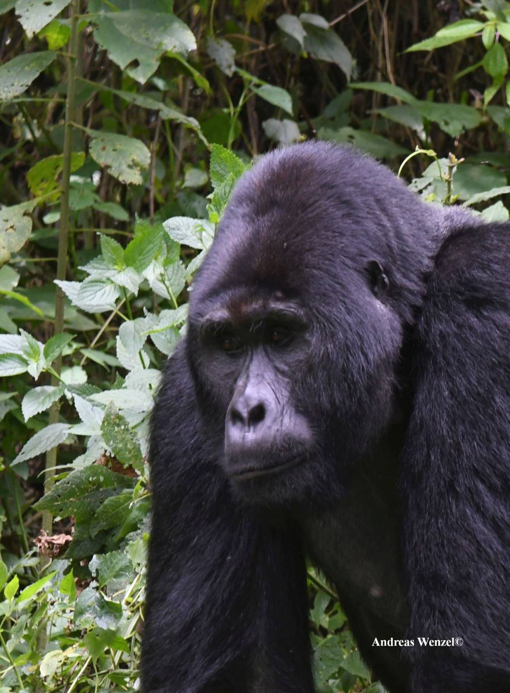 Bwindi Impenetrable NP